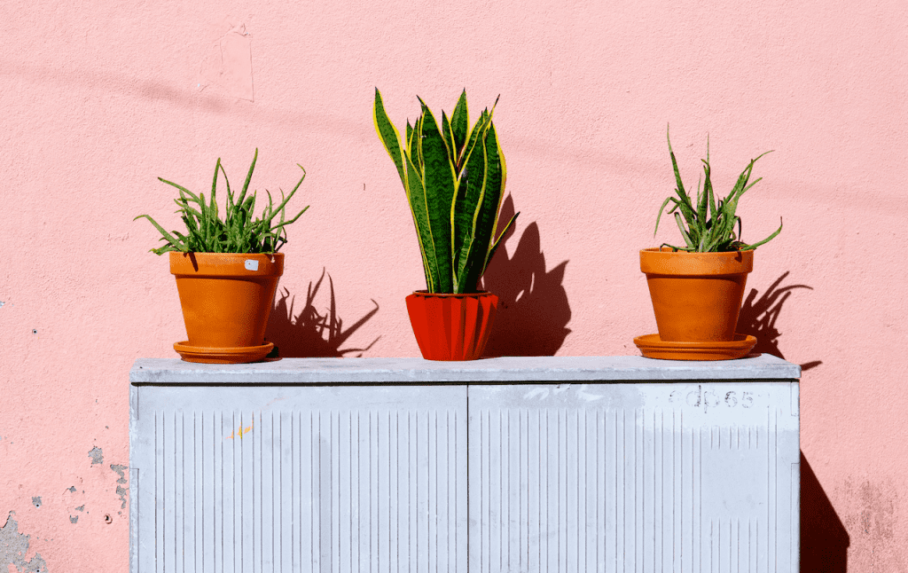 50 Gorgeous Common House Plants That Are Easy To Grow