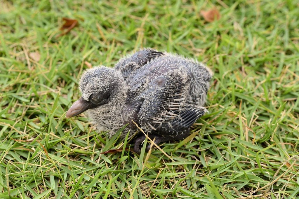 Do Baby Pigeons Exist? 8 Unbelievable Facts About Them
