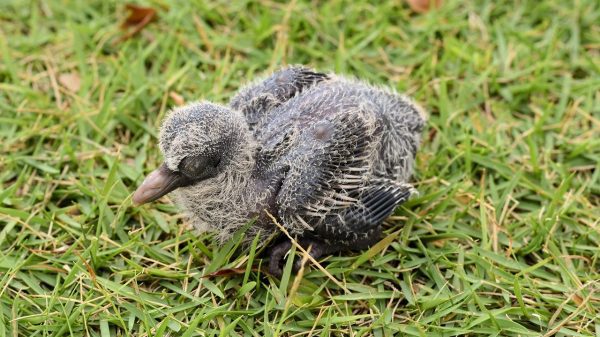 Do Baby Pigeons Exist? 8 Unbelievable Facts About Them